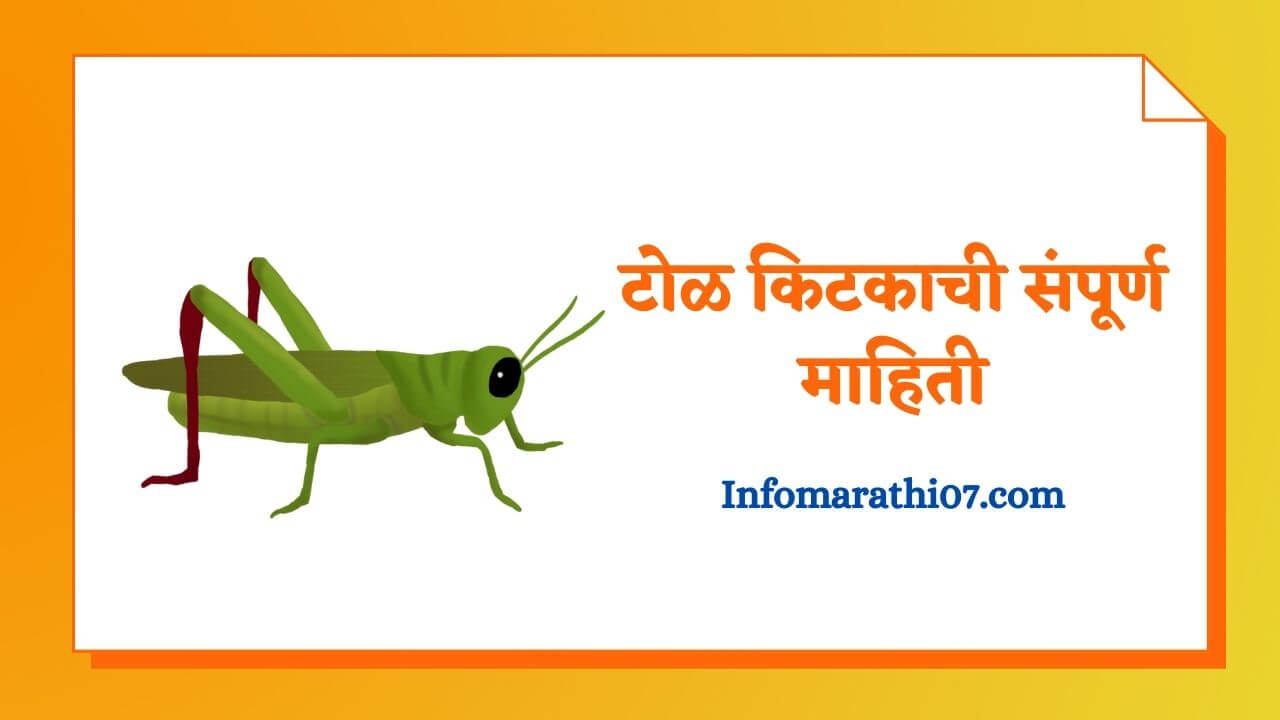 Grasshopper information in Marathi