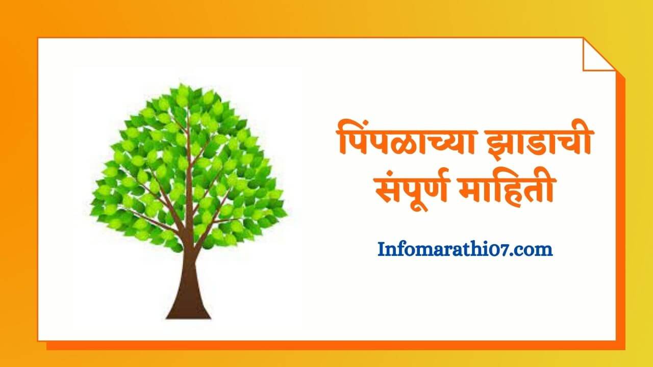 Peepal Tree Information In Marathi