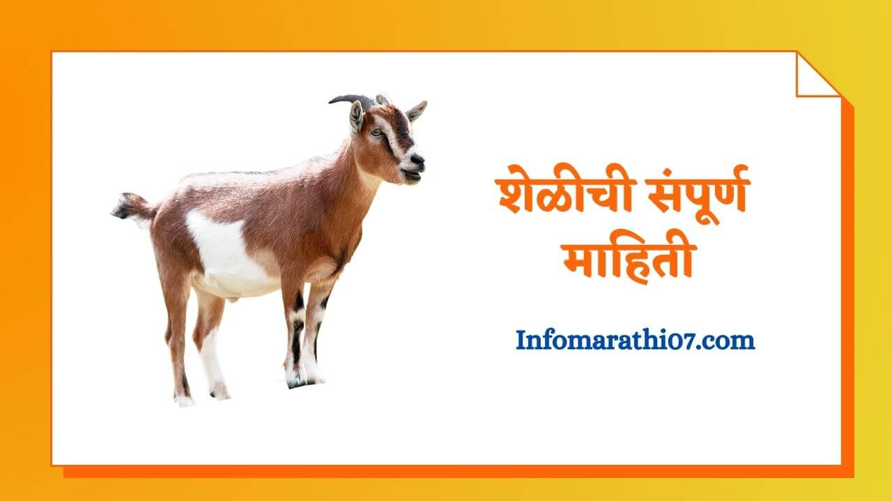 Goat information in Marathi