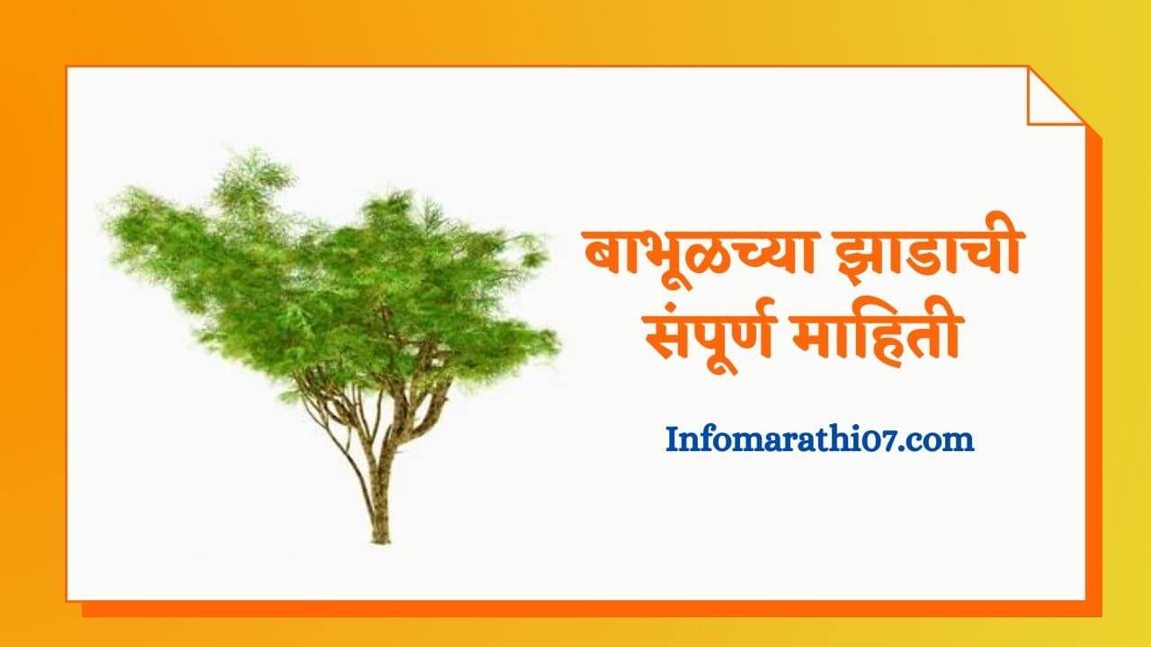 Babul tree information in Marathi