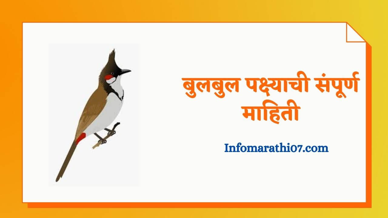 Bulbul bird information in Marathi