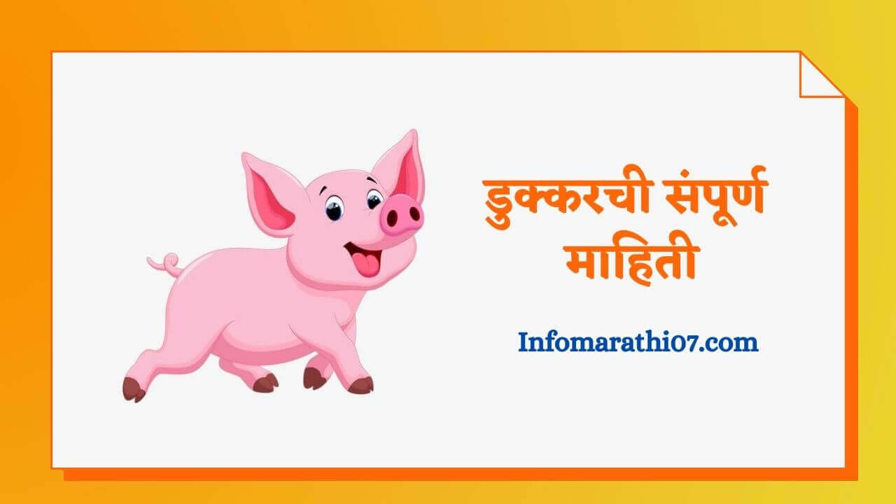 Pig information in Marathi