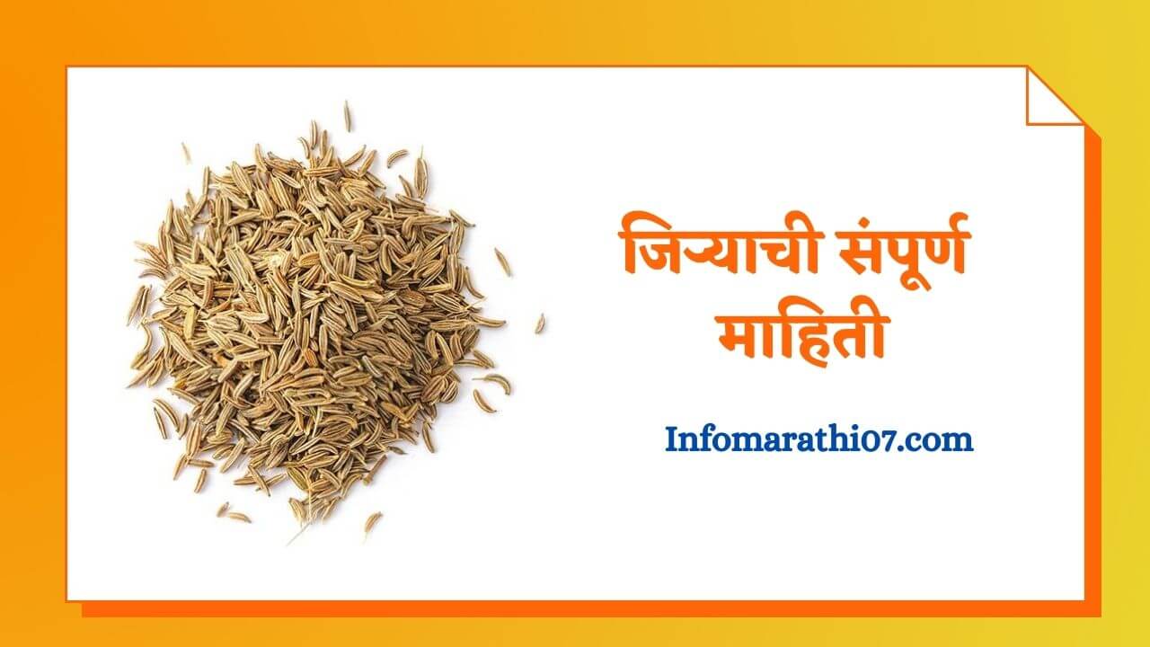 Cumin seeds in Marathi