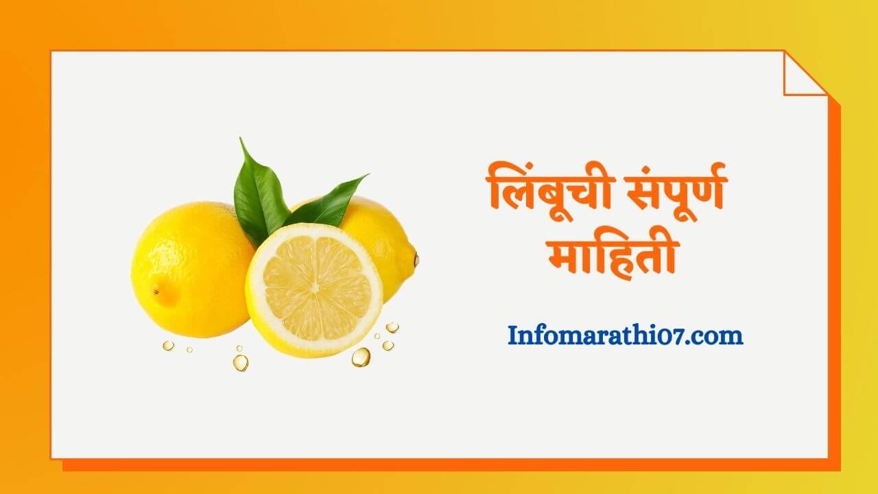 Lemon information in Marathi
