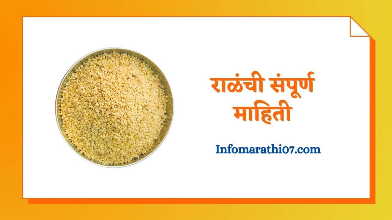 Foxtail millet in Marathi