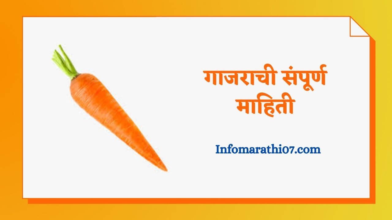 Carrot Information in Marathi