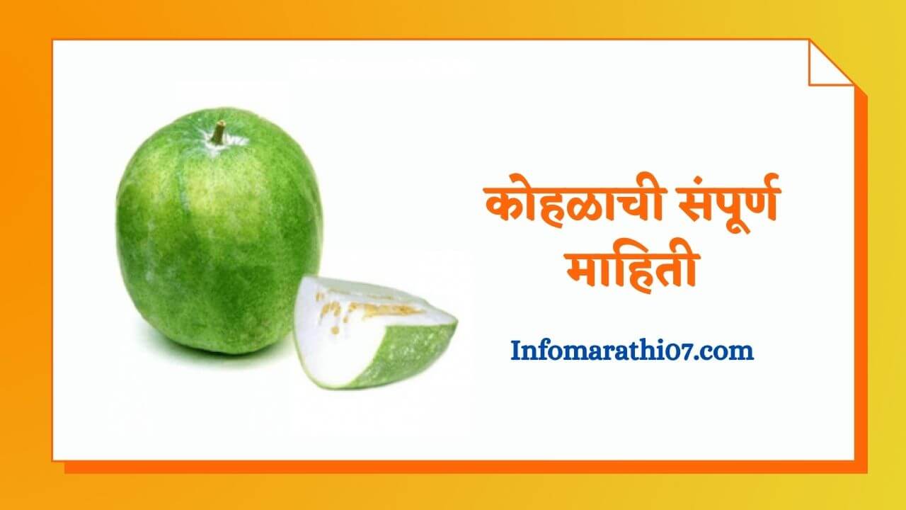 Ash Gourd In Marathi