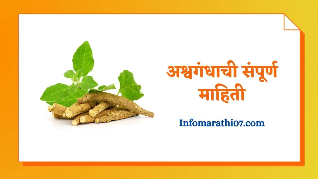 Ashwagandha information in Marathi