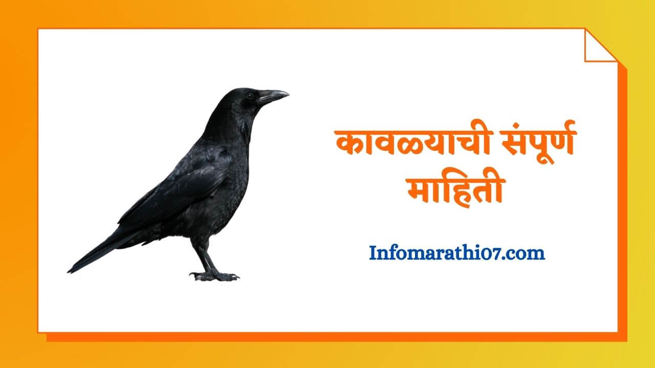 Crow Information In Marathi