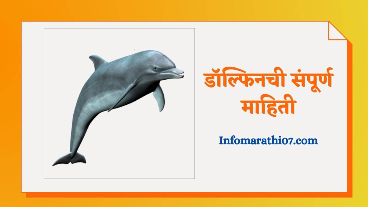 Dolphin information in Marathi