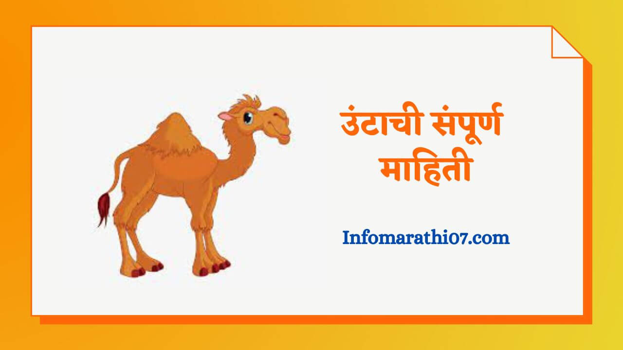 Camel information in Marathi