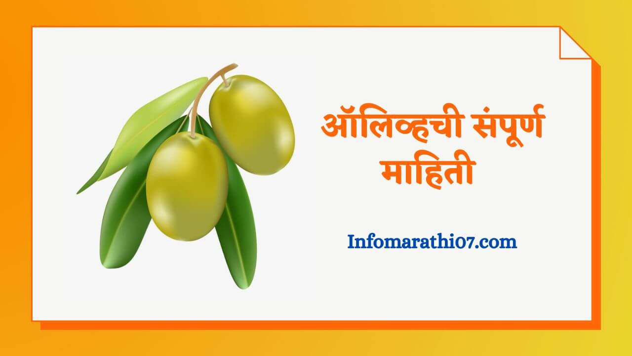 Olive in marathi