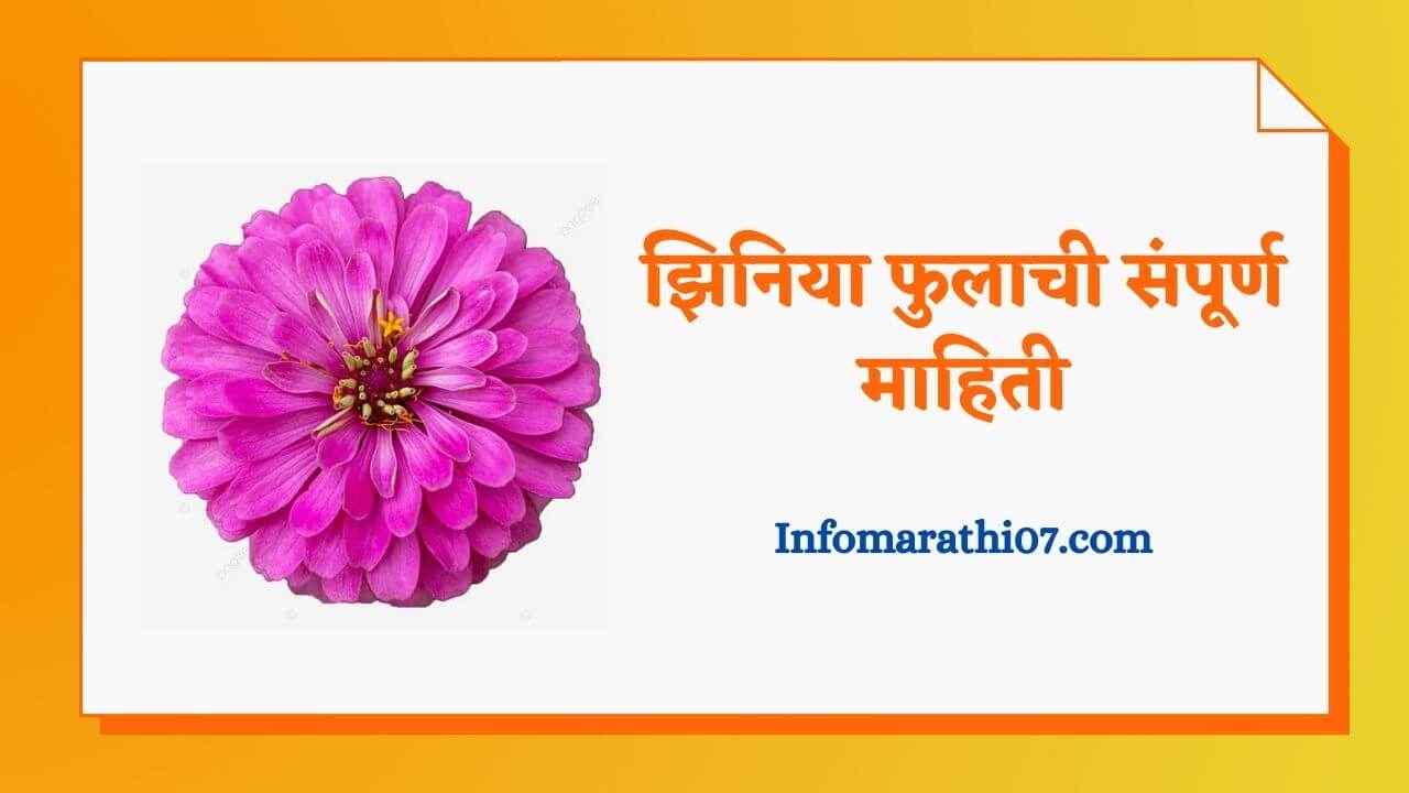 Zinnia flower information in Marathi