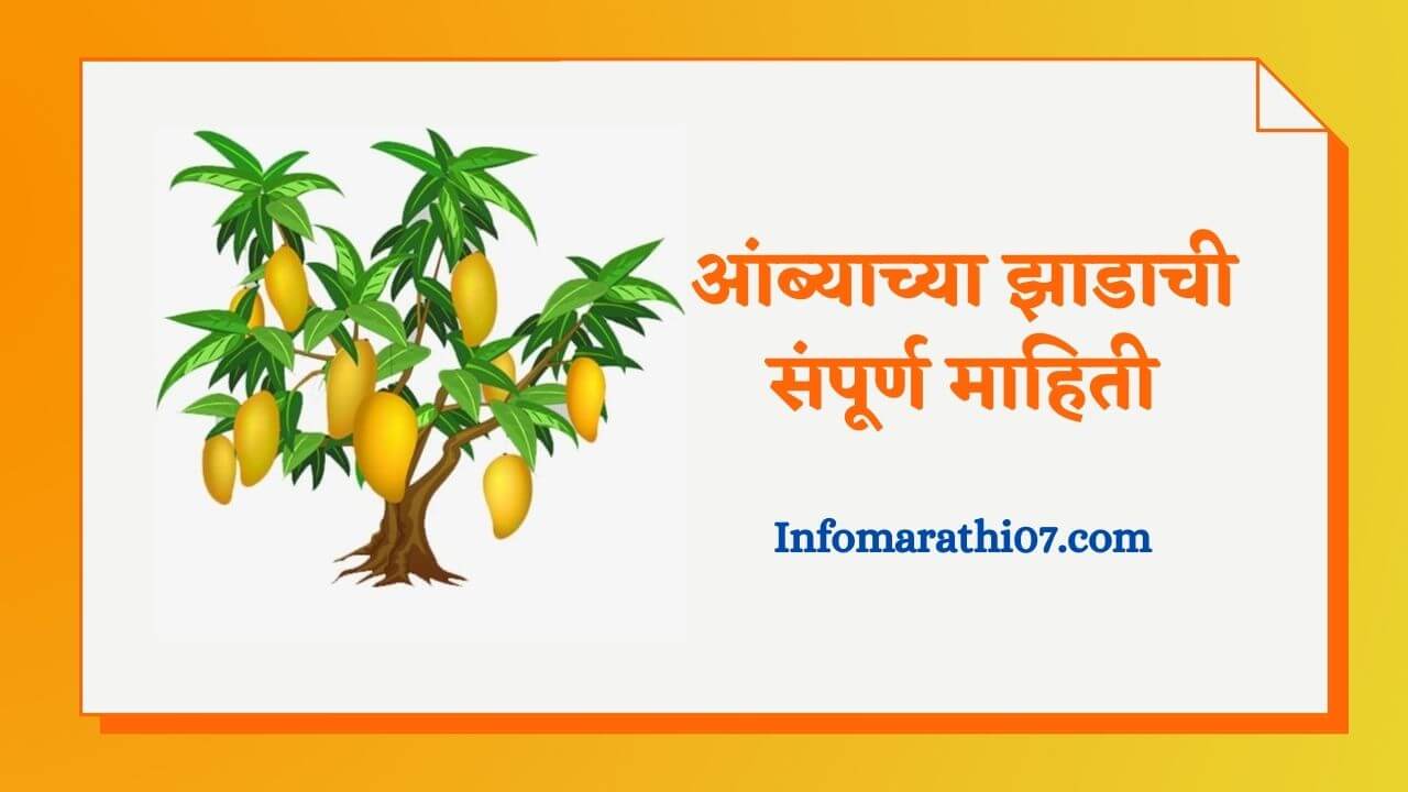 Mango tree information in Marathi
