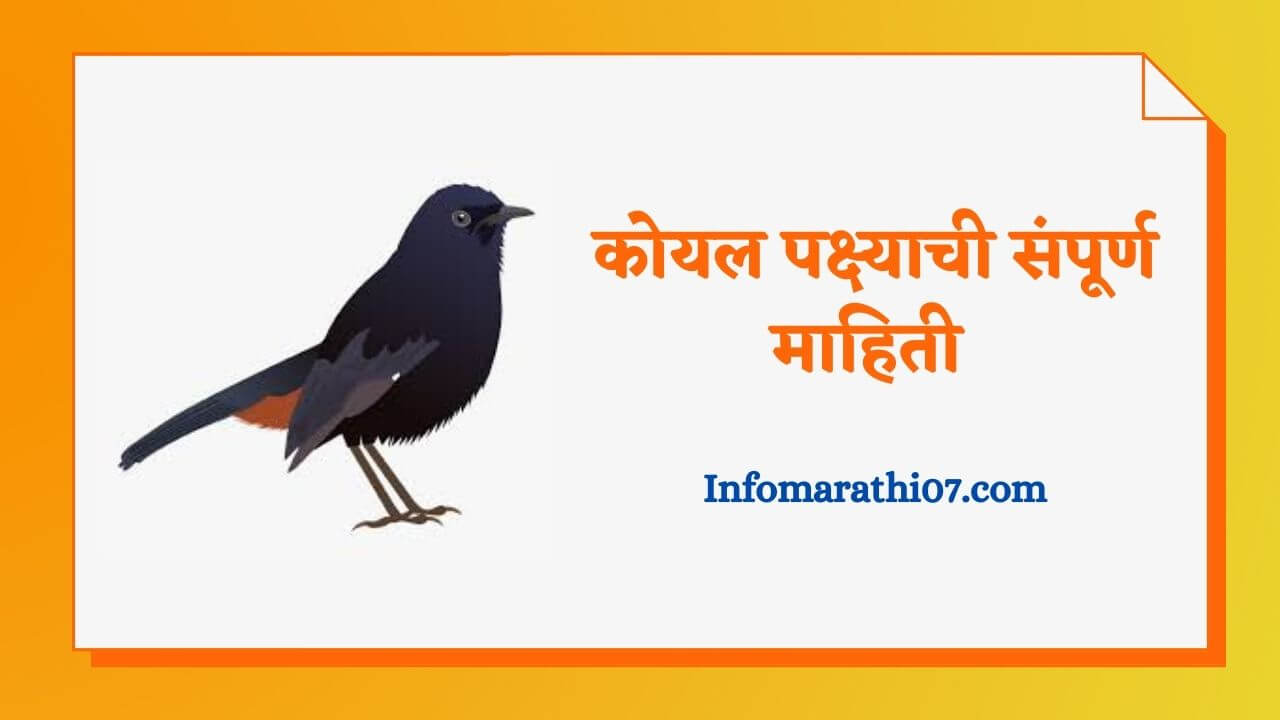 Koyal bird information in Marathi