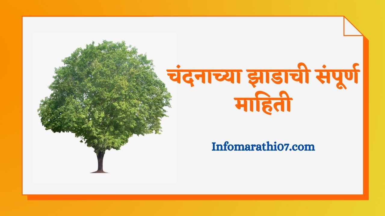 Chandan tree information in Marathi