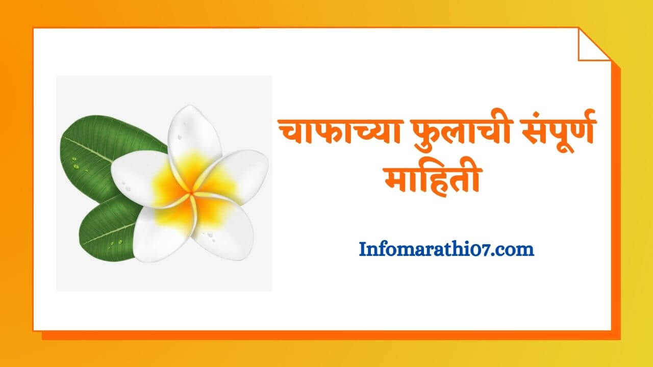 Chafa flower information in Marathi