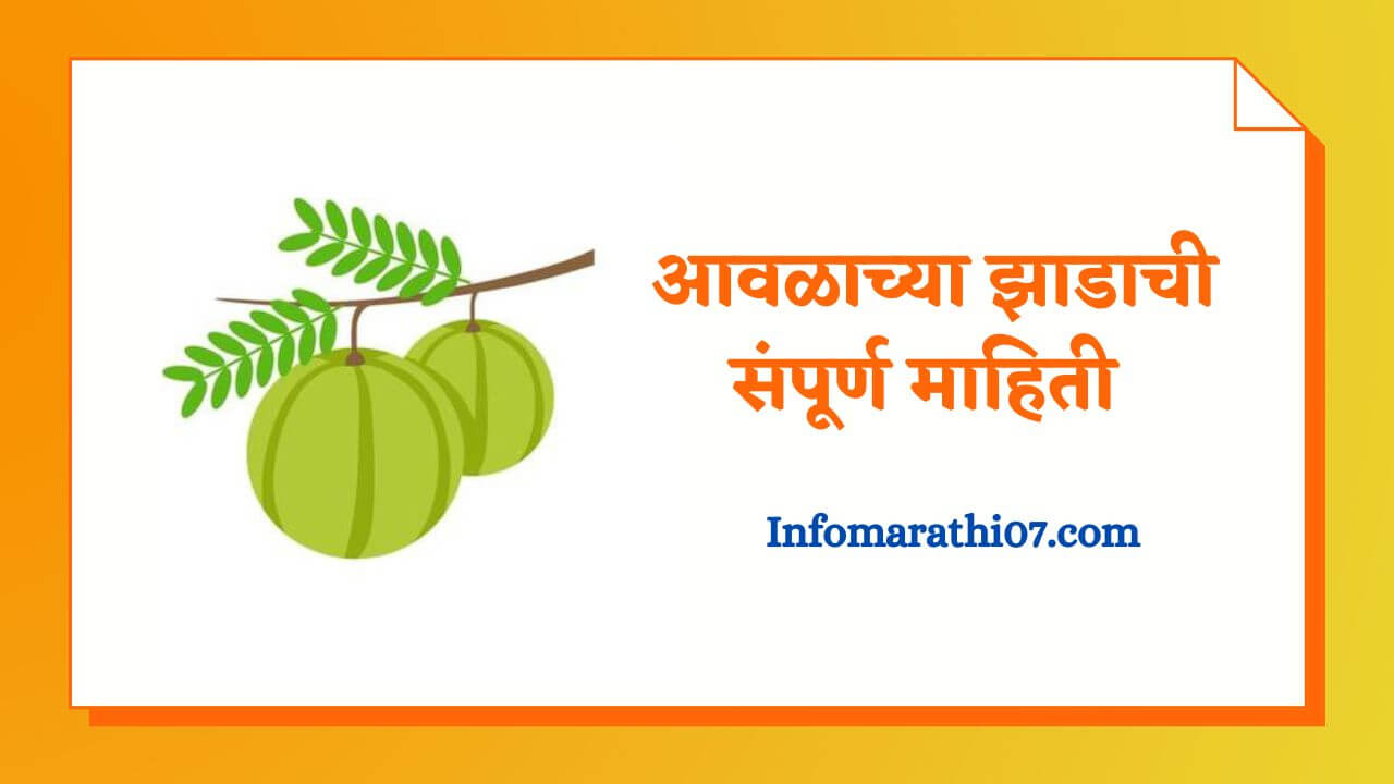 Amla tree information in Marathi