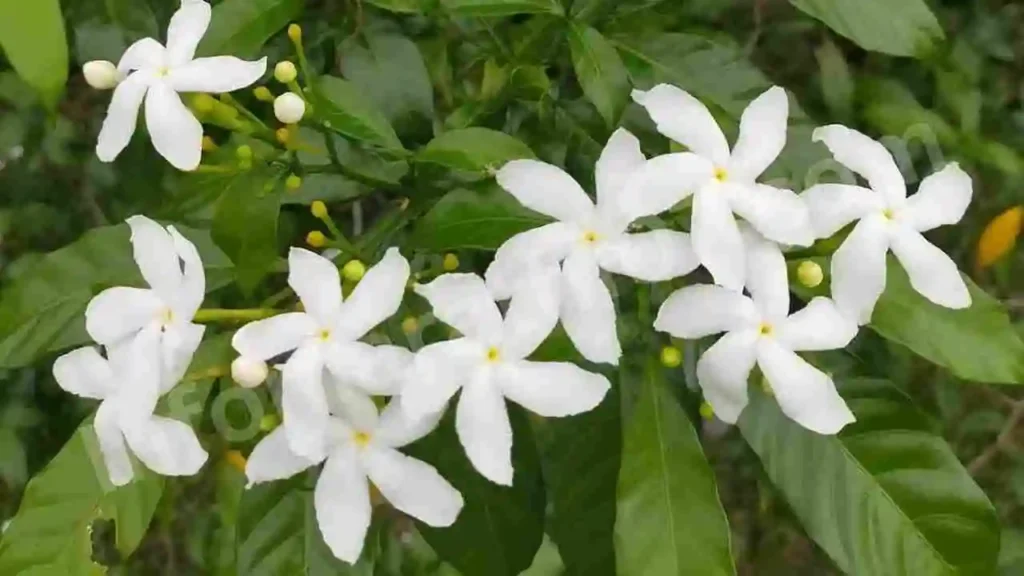 Flowers Information in Marathi