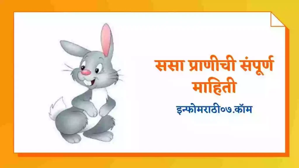Rabbit Information in Marathi