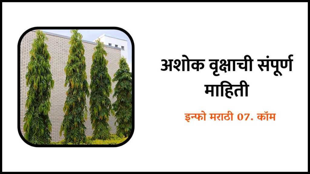 Ashoka Tree information in Marathi
