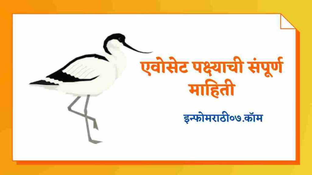 Avocet Bird Information in Marathi
