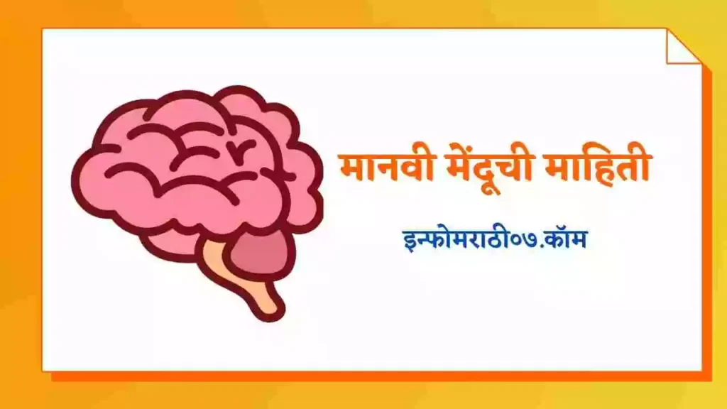 Brain Information in Marathi