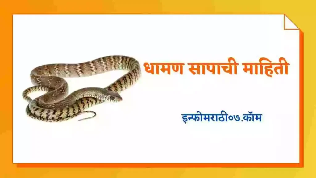 Dhaman Snake Information in Marathi