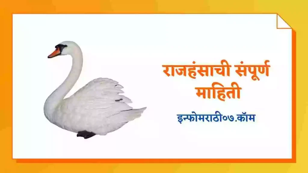 Swan Information in Marathi
