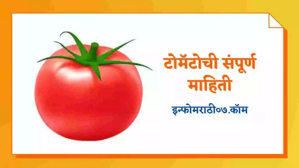 Tomato Information in Marathi