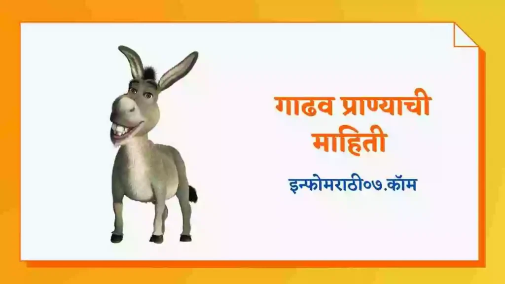 Donkey Information in Marathi