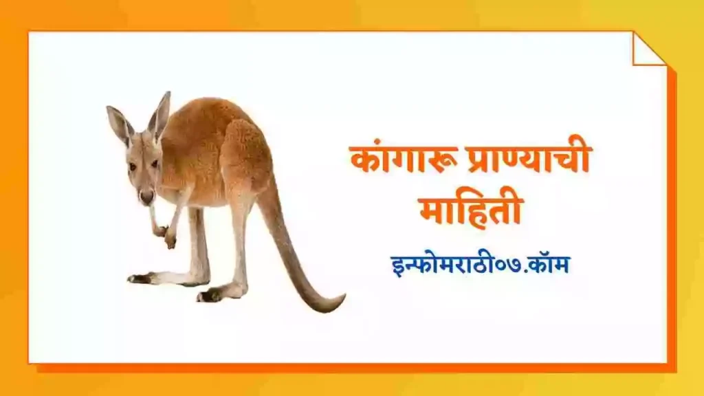 Kangaroo Information in Marathi