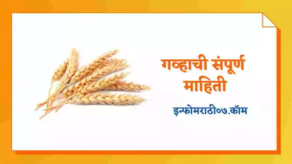 Wheat Information in Marathi