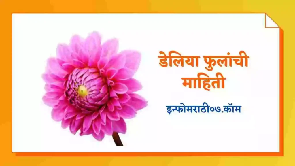 Dahlia Flower Information in Marathi