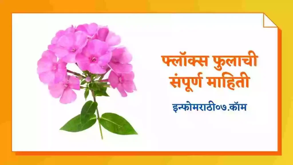 Phlox Flower Information in Marathi