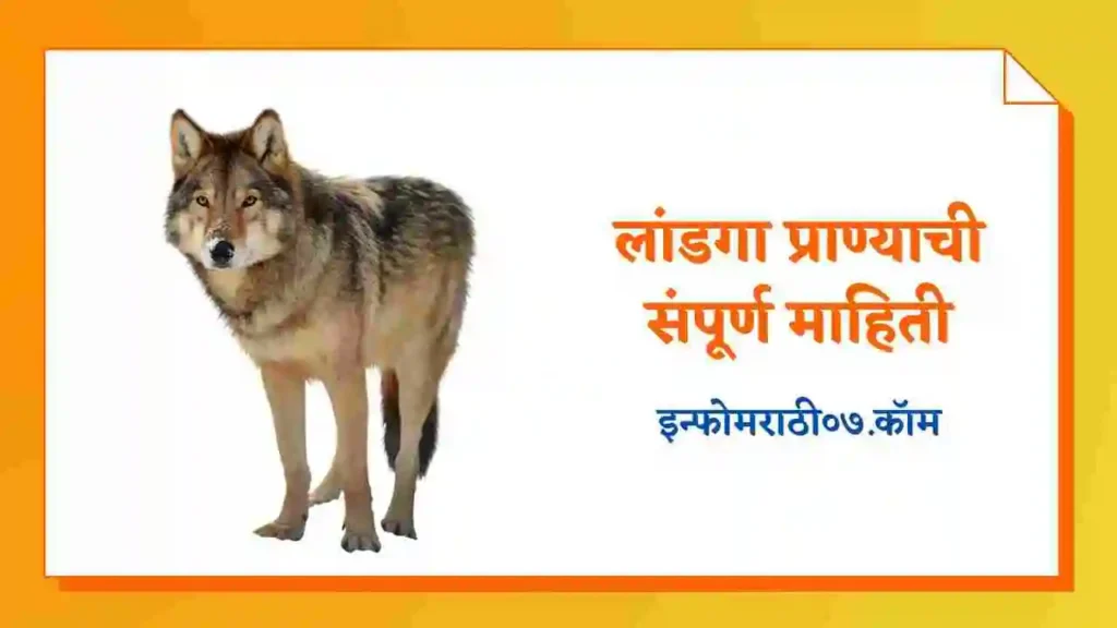 Wolf Information in Marathi
