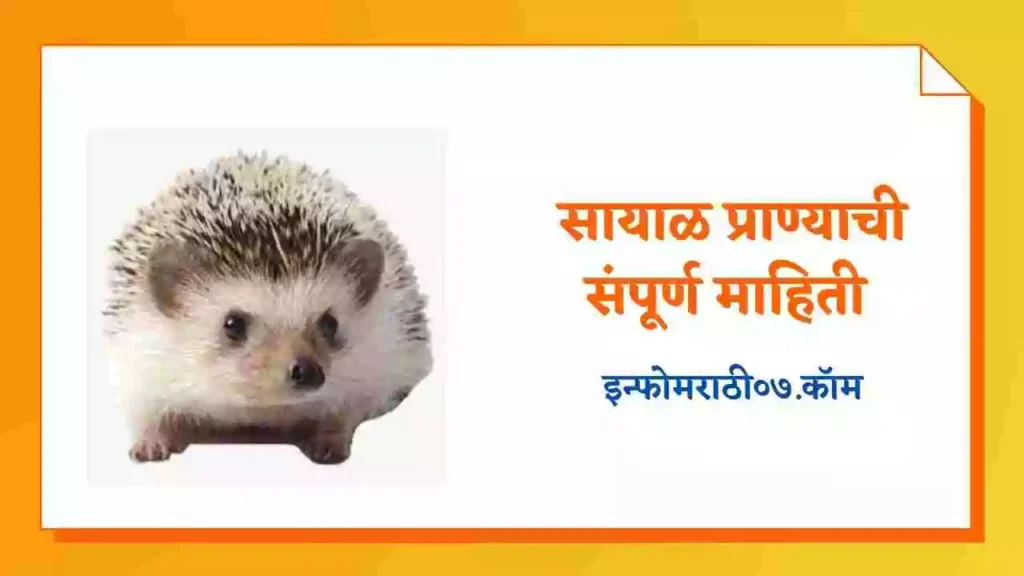 Hedgehog Animal Information in Marathi