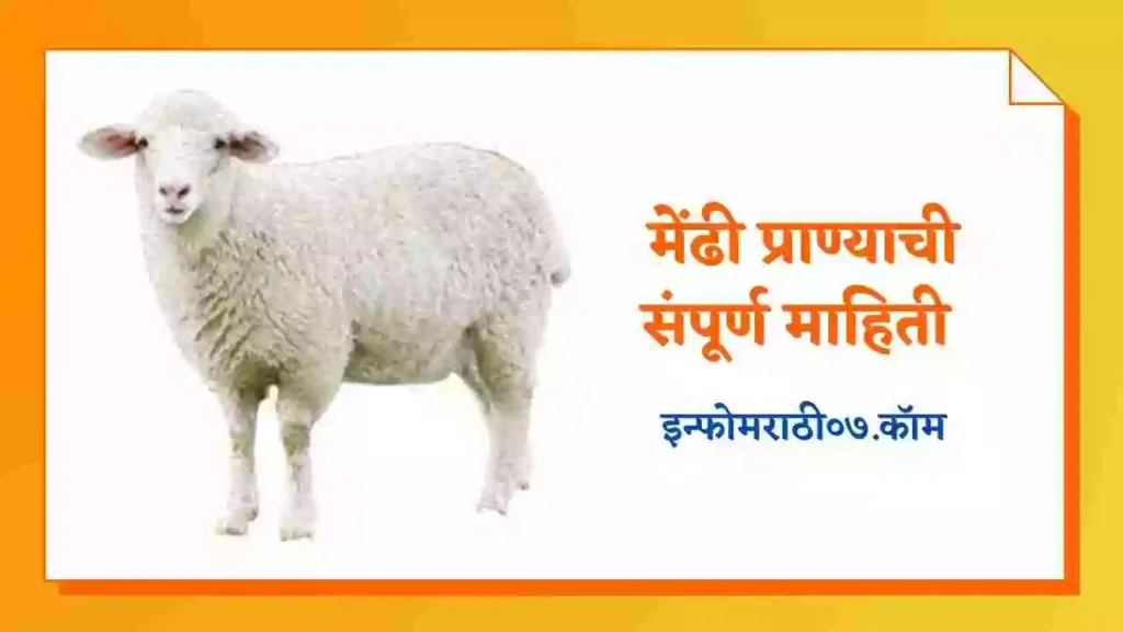 Sheep information in Marathi