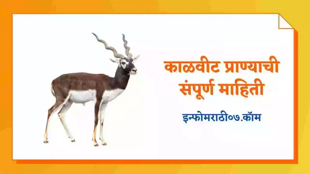 Blackbuck Animal Information in Marathi