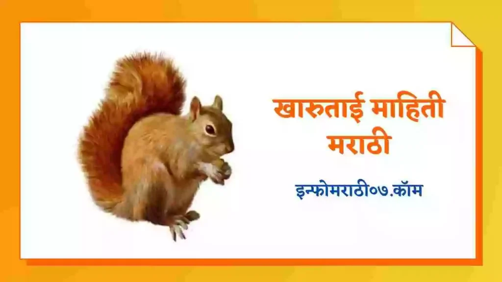 Squirrel Information in Marathi