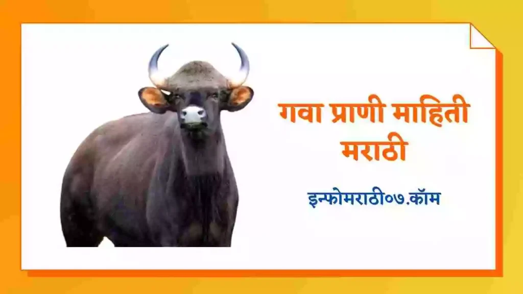 Gava Animal Information in Marathi