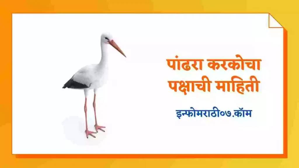 White Stork Information in Marathi