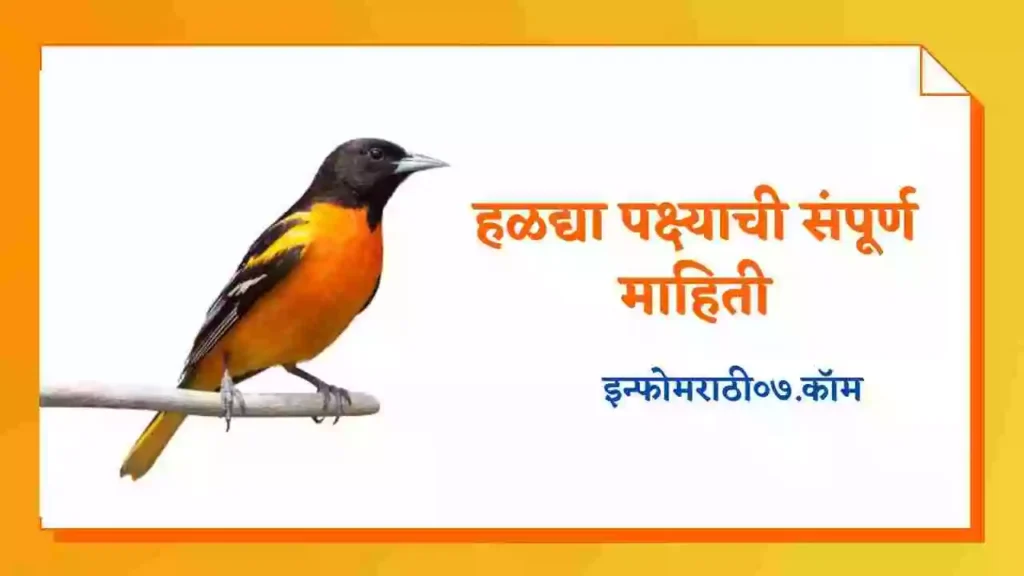 Baltimore Oriole Bird Information in Marathi