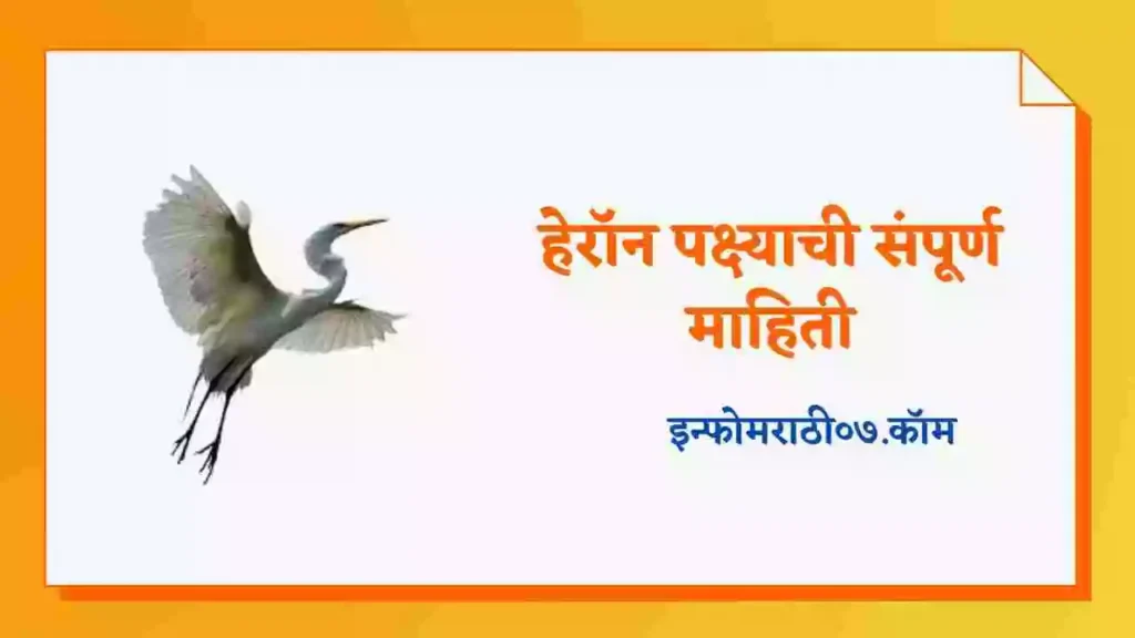 Heron Bird Information in Marathi