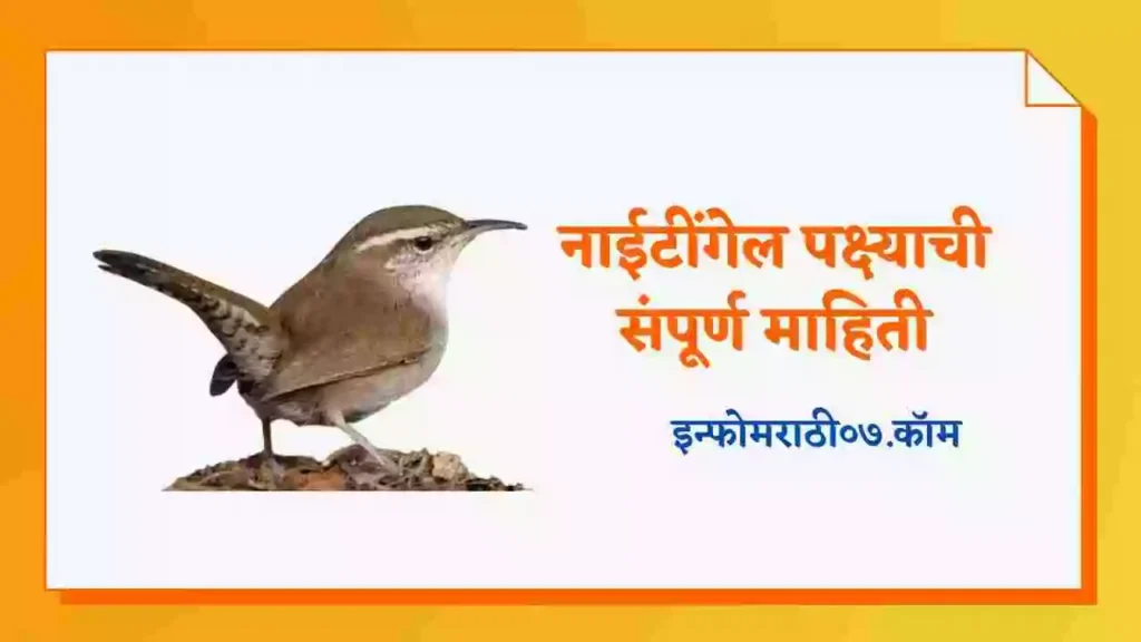 Nightingale Bird Information in Marathi