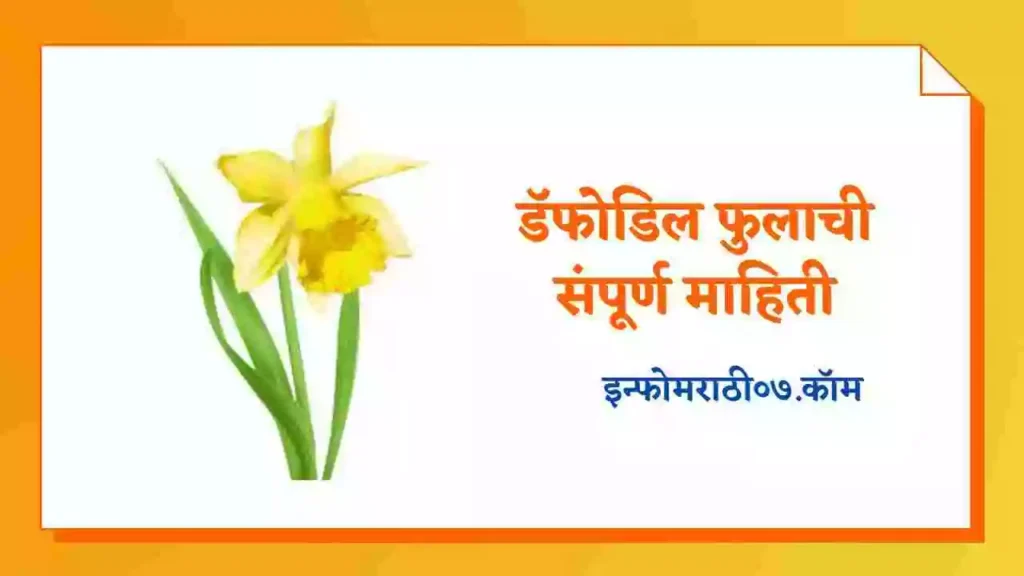 Daffodil Flower Information in Marathi