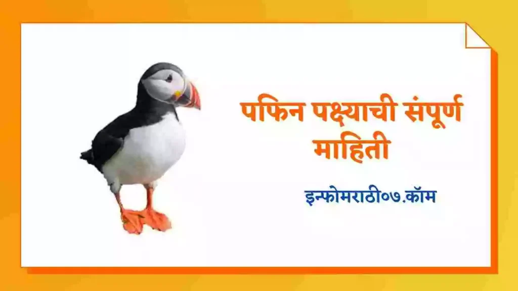Puffin Bird Information in Marathi
