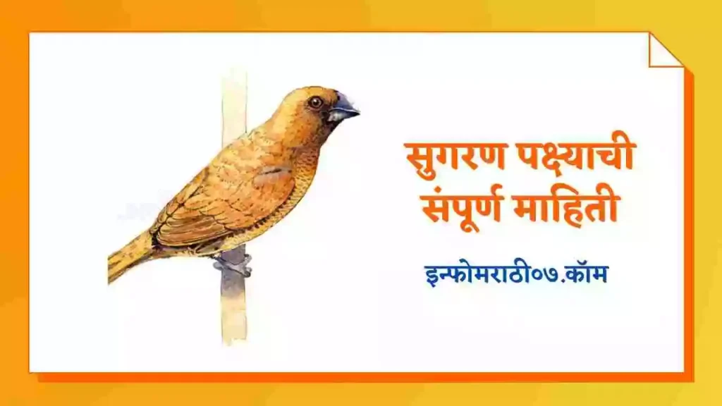 Sugran Bird Information in Marathi