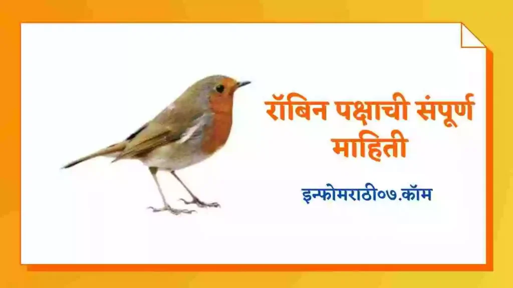 Robin Bird Information in Marathi