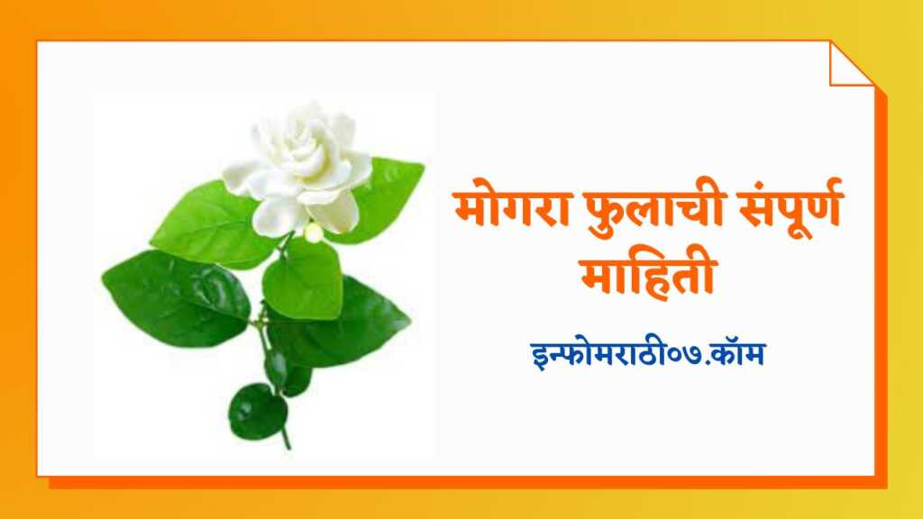 Mogra Flower Information in Marathi